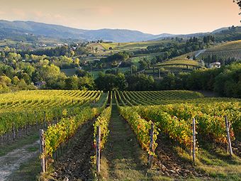 Vineyard